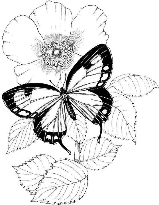 Butterfly Coloring Pages 12 | Purple Kitty