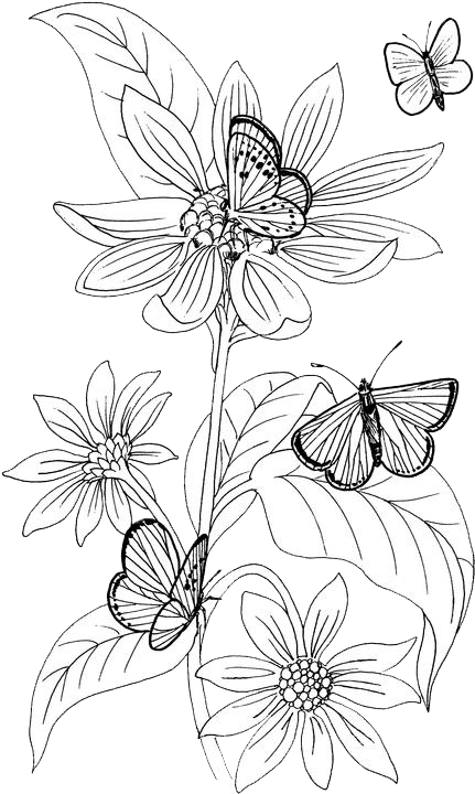 Butterfly Coloring Pages 17 | Purple Kitty