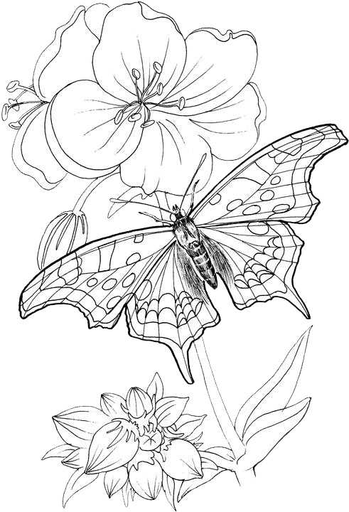 Butterfly Coloring Pages 24 | Purple Kitty