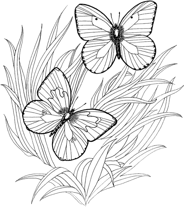 Butterfly Coloring Pages 8 | Purple Kitty