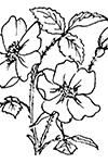 Desert Rose coloring page