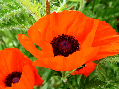 Poppy Pattern