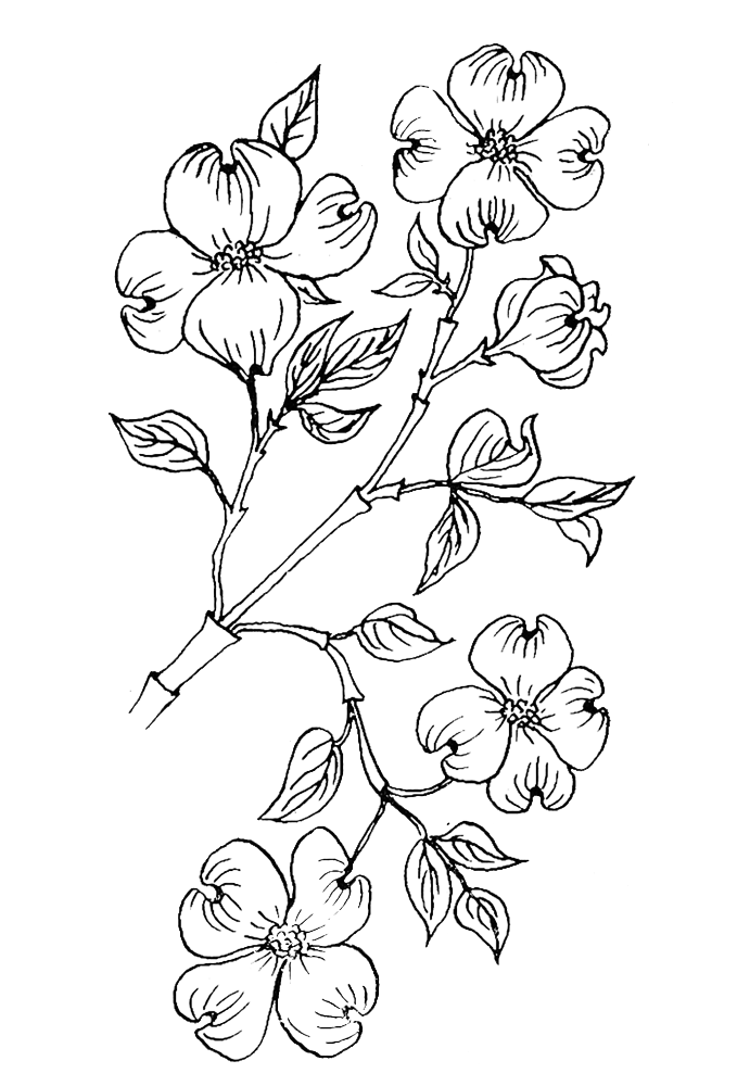 5000 Coloring Pages Of Dogwood Flowers Images & Pictures In HD