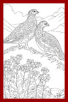 state birds coloring pages