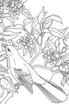 florida mockingbird