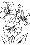 Anemone Flower coloring page