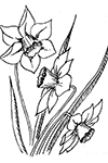 Daffodil coloring page