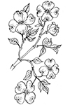 Dogwood coloring page
