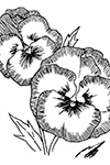 Pansy coloring page