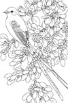oklahoma scissor tailed flycatcher