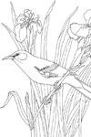 tennessee mockingbird