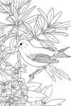 washington willow goldfinch
