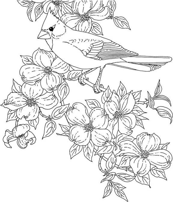 Download Virginia Cardinal Coloring Page | Purple Kitty