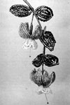 fuchsia flower pattern