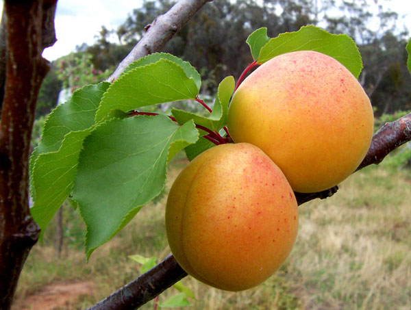 apricot