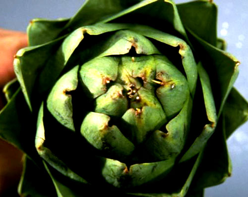 artichoke