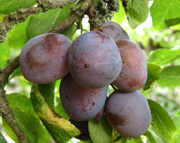 Damson Plums Are Delightful Purple Kitty