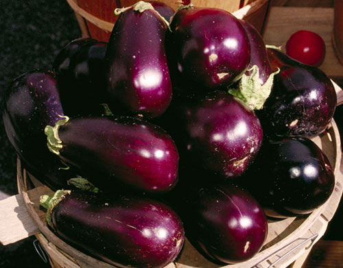 eggplant