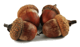 acorns