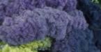 pomp a doodle yarn african violet